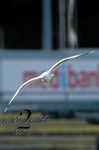 Birds-wild2mild-com-10.jpg