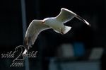 Birds-wild2mild-com-11.jpg
