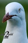 Birds-wild2mild-com-12.jpg