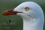 Birds-wild2mild-com-13.jpg