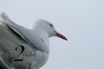 Birds-wild2mild-com-14.jpg