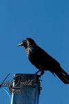 Birds-wild2mild-com-16.jpg