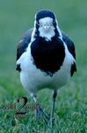 Birds-wild2mild-com-17.jpg