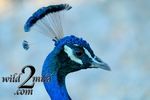 Birds-wild2mild-com-18.jpg