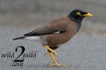 Birds-wild2mild-com-2.jpg