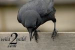 Birds-wild2mild-com-20.jpg