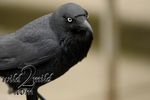Birds-wild2mild-com-21.jpg