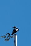 Birds-wild2mild-com-22.jpg