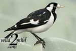 Birds-wild2mild-com-24.jpg