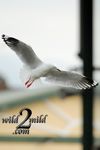 Birds-wild2mild-com-3.jpg