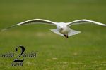 Birds-wild2mild-com-4.jpg