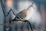 Birds-wild2mild-com-5.jpg