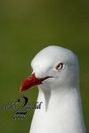 Birds-wild2mild-com-6.jpg