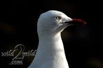 Birds-wild2mild-com-7.jpg