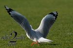 Birds-wild2mild-com-8.jpg