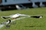 Birds-wild2mild-com-9.jpg
